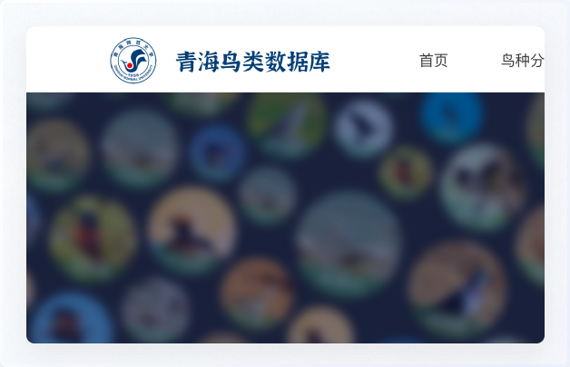 青海鳥類資源庫網站設計、交互設計、UI設計、鳥類資源庫網站設計、高端網站設計